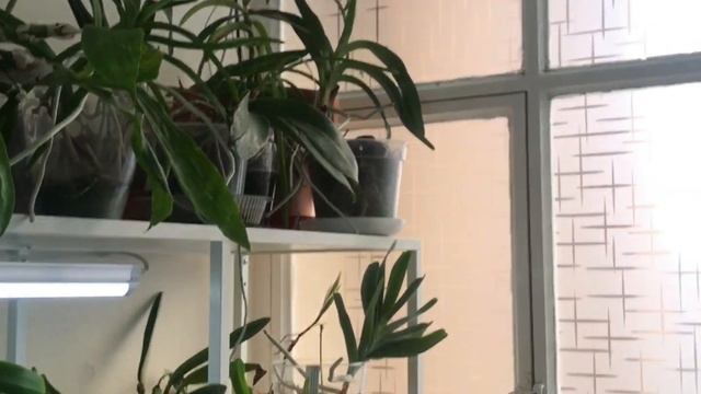 Update orchids room ??♀️? Unpacking tha humidifier CEOCTEC BreezeCare 4000 Connected ?? смотреть онлайн