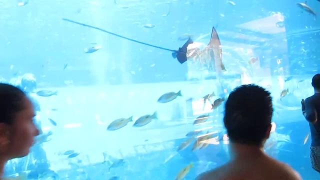 Аквариум в аквапарке Aquaventure, Atlantis Dubai