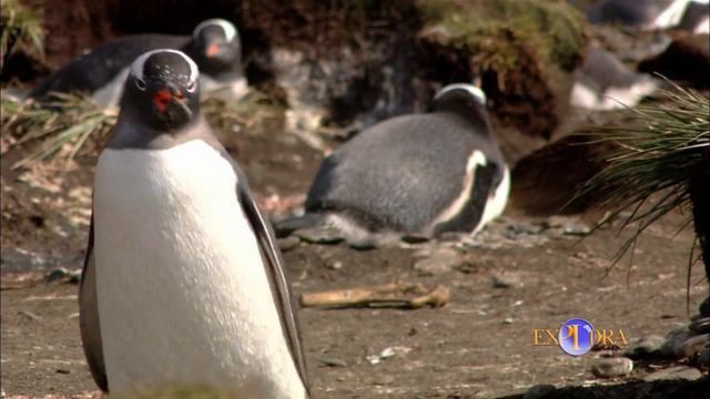 The Gentoo Penguin смотреть онлайн
