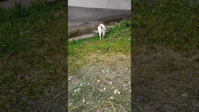 йесли ти жевеш в сели нада мати обезателно козу👍 смотреть онлайн