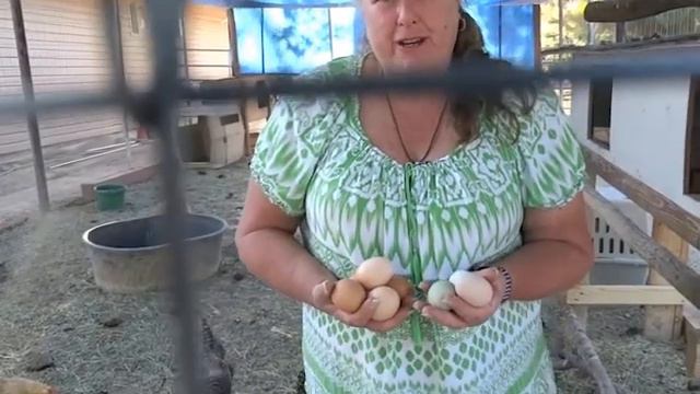 WHY ARE CHICKEN EGGS DIFFERENT COLORS смотреть онлайн
