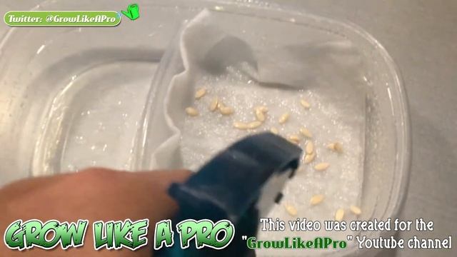 Grow Cantaloupes From Seed Using New Cantaloupe seeds смотреть онлайн