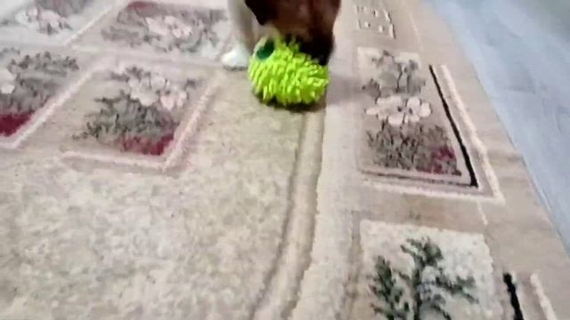 DIY:ИГРУШКИ ДЛЯ СОБАК ИЗ МОПА| Необычное применение насадки для швабр) смотреть онлайн