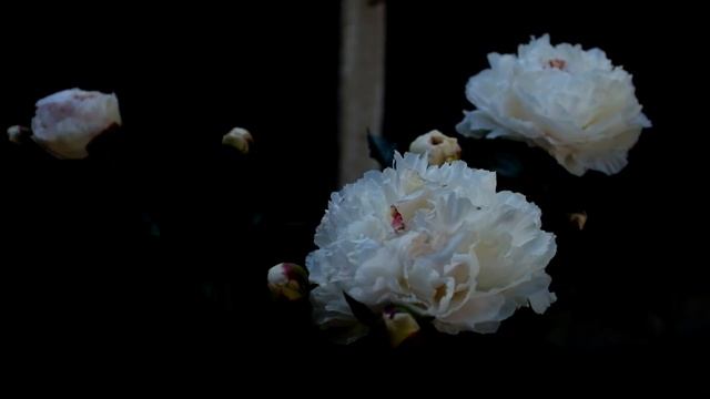 Ant climbs a perilous climb смотреть онлайн