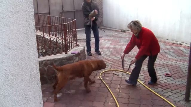 Охрана Питомник бордоских догов «Perle de France» http://perl.petsinform.com/ смотреть онлайн