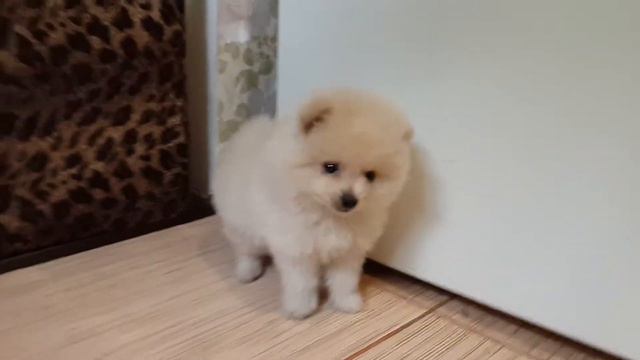 Щенки шпица. мальчик померанского шпица смотреть онлайн