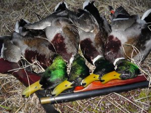 Охота на утку весна 2019. Весений селезень..mp4