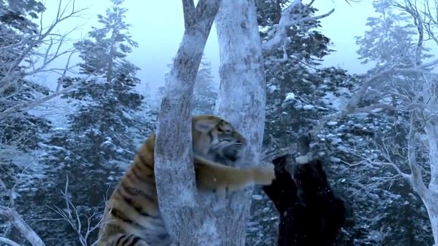 Огромный ТИГР ? напал на человека смотреть онлайн