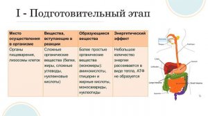 Метаболизм. ЭНЕРГЕТИЧЕСКИЙ ОБМЕН В КЛЕТКЕ
