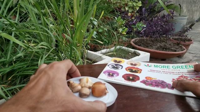 How to Grow and Plant Dutch Iris Last Year Saved and Store Bulbs with tips at Asim Rooftop Garden смотреть онлайн