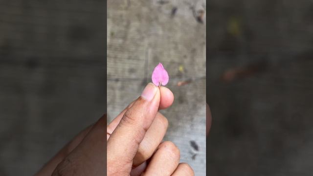 Pretty Little Pink Bougainvillea смотреть онлайн