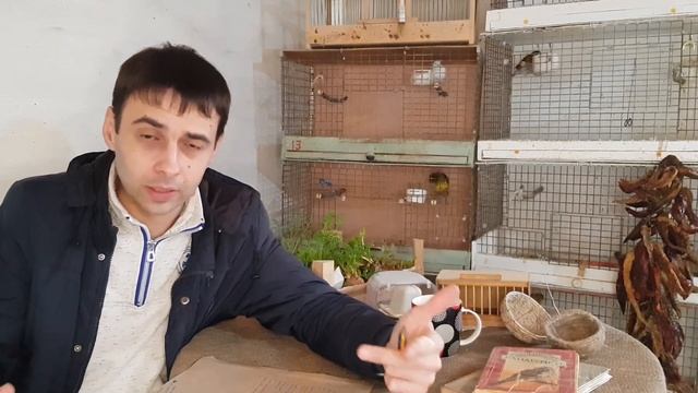 Сколько канарейка сидит на яйцах.Нужно ли самкам отдыхать между кладками.Бракованный кенар! смотреть онлайн