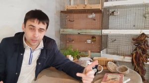 Сколько канарейка сидит на яйцах.Нужно ли самкам отдыхать между кладками.Бракованный кенар!