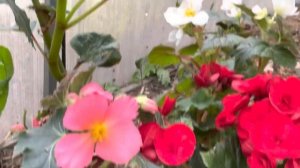 Как отличить корневую бегонию от клубневой. Пять признаков