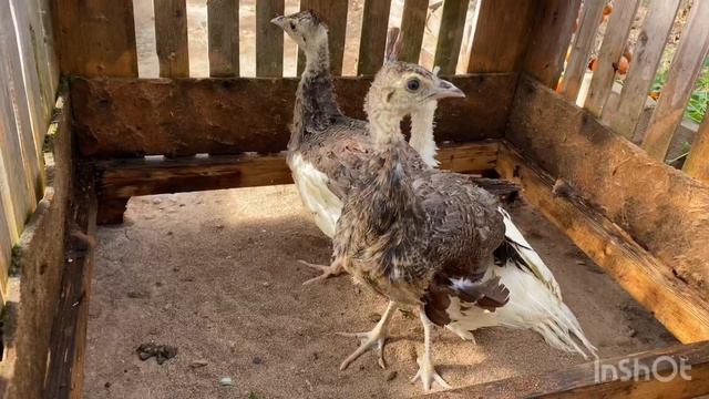 Расклёв, каннибализм, освещение птенцов смотреть онлайн