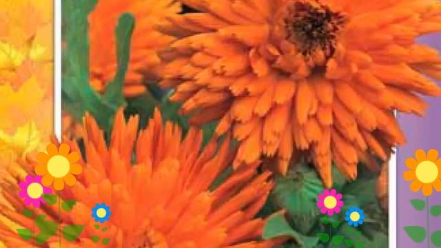 Календула (Радио). Краткий обзор: Календула описание характеристик, где купить семена смотреть онлайн