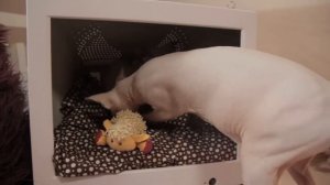 Канадский сфинкс: рассказ о породе от заводчика