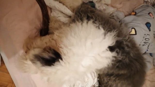 Бобтейл и олений рог. смотреть онлайн