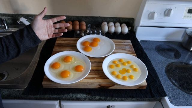Chicken Eggs vs. Duck Eggs vs. Quail Eggs смотреть онлайн