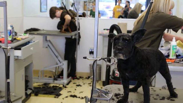 Подстригаем щенку когти. Салон для животных. США. смотреть онлайн