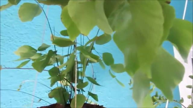 Como eu cuido das minhas samambaias de vários tipos смотреть онлайн