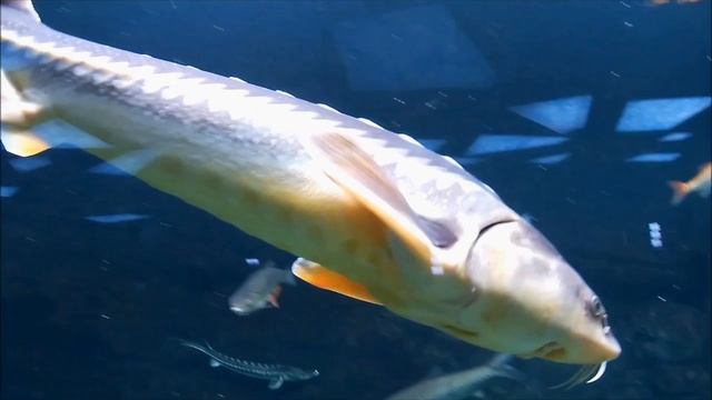 Москвариум ВДНХ Океанариум смотреть онлайн