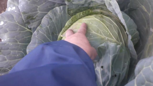 Ореховый Спас.Утро красит нежным светом августовские луга.Татьянин дом в деревне 29 августа 2022г.2 смотреть онлайн