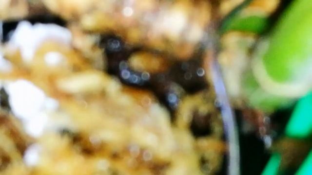 КАТТЛЕИ ПОДРОСТКИ. ДЕЛЕНИЕ БОЛЬШОЙ КАТТЛЕИ.УХОД. смотреть онлайн