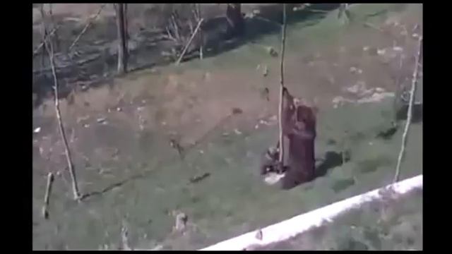 Прикол с животными ! медведь смотреть онлайн