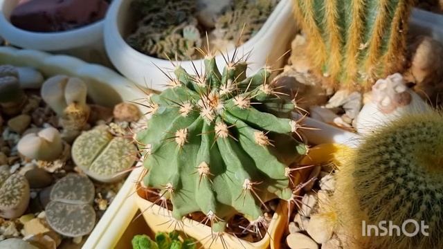 Ферокактусы