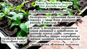 РАССАДА ПЕРЦА – частые вопросы: как отличить сладкий от горького? чем болеет? | Флористикс Инфо
