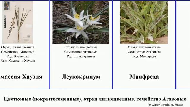 Цветковые (покрытосеменные), отряд лилиецветные, семейство Агавовые юкка камассия Angiosperms
