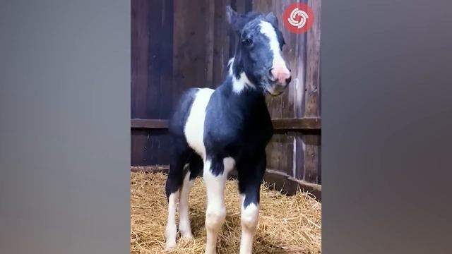 Animals Grow Up - Baby Cute Cats And Dogs Change When They Grow Up - Tiktok On Top смотреть онлайн