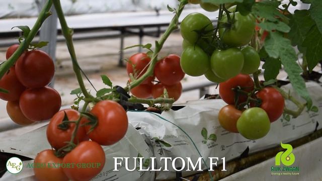 Россияга экспортбоп помидор FullTom F1 / AGRO EXPORT GROUP смотреть онлайн