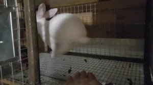 Размер клеток для кроликов