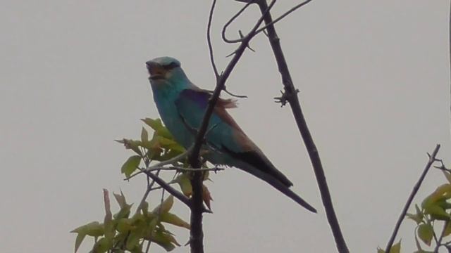 Сизоворонка European roller (лат. Coracias garrulus) смотреть онлайн