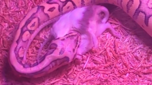 2023/04/01 - WARNING - Live feeding of mouse to Ball Python snake смотреть онлайн