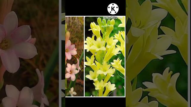 Amazing bunch of flowers part27 #short смотреть онлайн