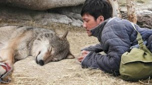 " СЛУЧАЙ В ТАЙГЕ "    Он  спас волка, а добро всегда возвращается