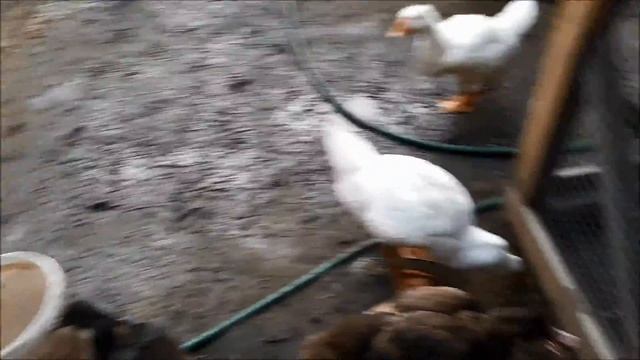 Полная свобода на птичьем дворе!Золотой-красный фазан самые спокойные птицы.Коза опять хулиганит. смотреть онлайн