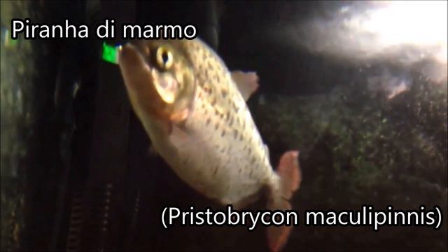 Top 10 Piranha & Pacu 🐠 смотреть онлайн