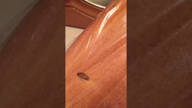 В пакете с хлебом таракан! смотреть онлайн