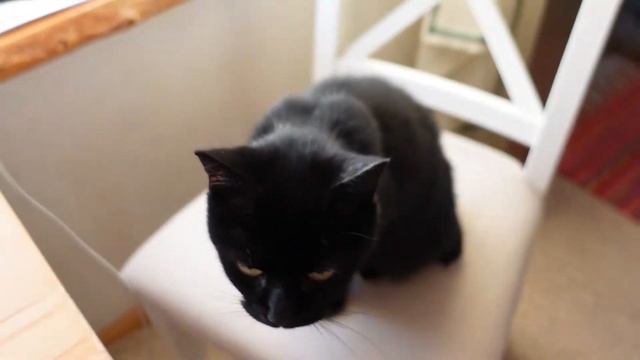 VLOGMAS: Украсили дом, открываем адвент календарь. смотреть онлайн