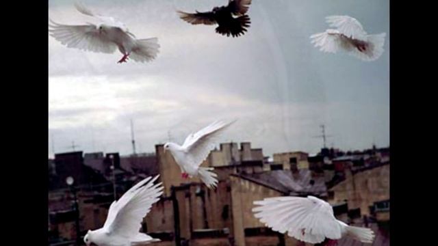 Стая ручных сизарей смотреть онлайн