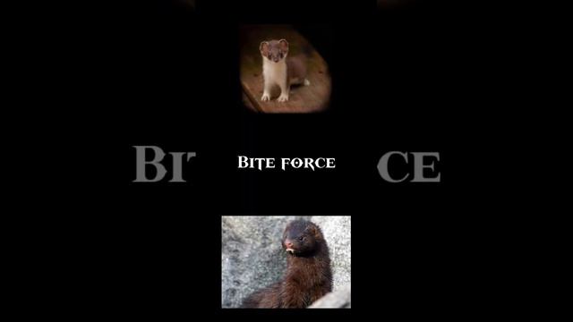 Least weasel vs Mink смотреть онлайн