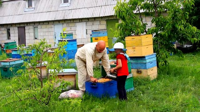 Держу пчел руками Несу рамку с пчелами в апидом Мне 6 лет смотреть онлайн