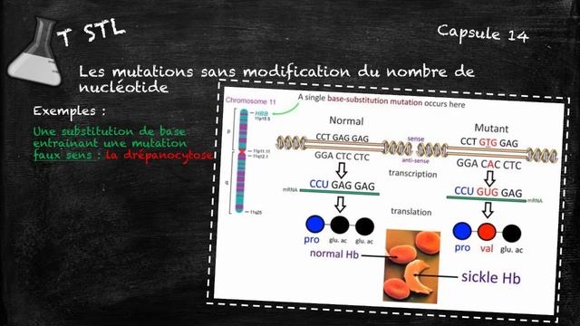 capsule n°14 les mutations de l'ADN смотреть онлайн