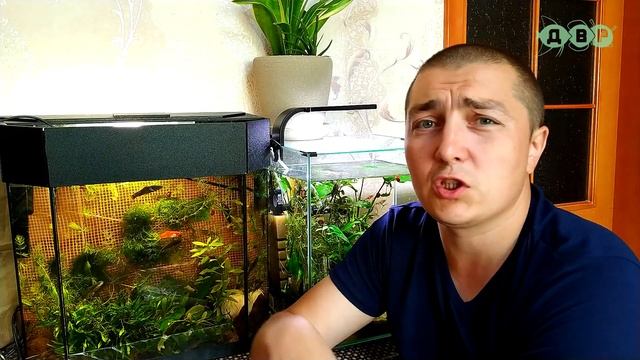 РЫБКА ДОКТОР ГАРРА РУФА СОДЕРЖАНИЕ УХОД И КОРМЛЕНИЕ! смотреть онлайн