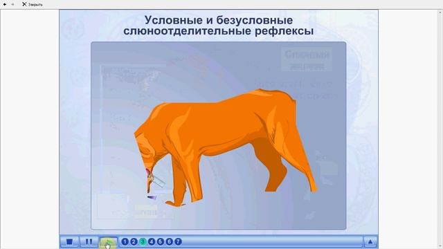 Условные и безусловные рефлексы. Слюноотделение. ЕГЭ и ОГЭ по биологии смотреть онлайн