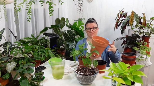 MONSTERA ADANSONII Repotting| Monkey Mask| Swiss Cheese Vine| Transferring From WATER TO SOIL!